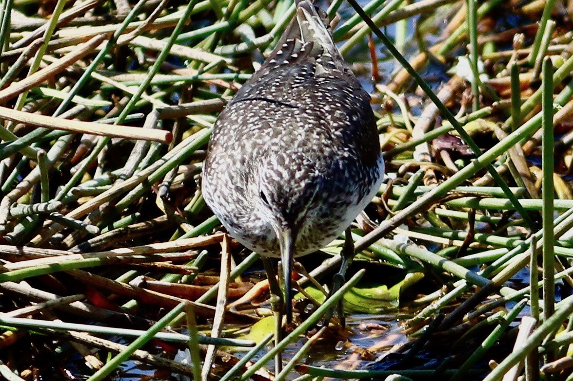 Green Sandpiper - ML615777148