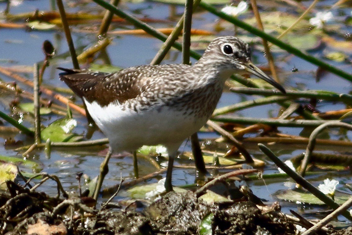 Green Sandpiper - ML615777149