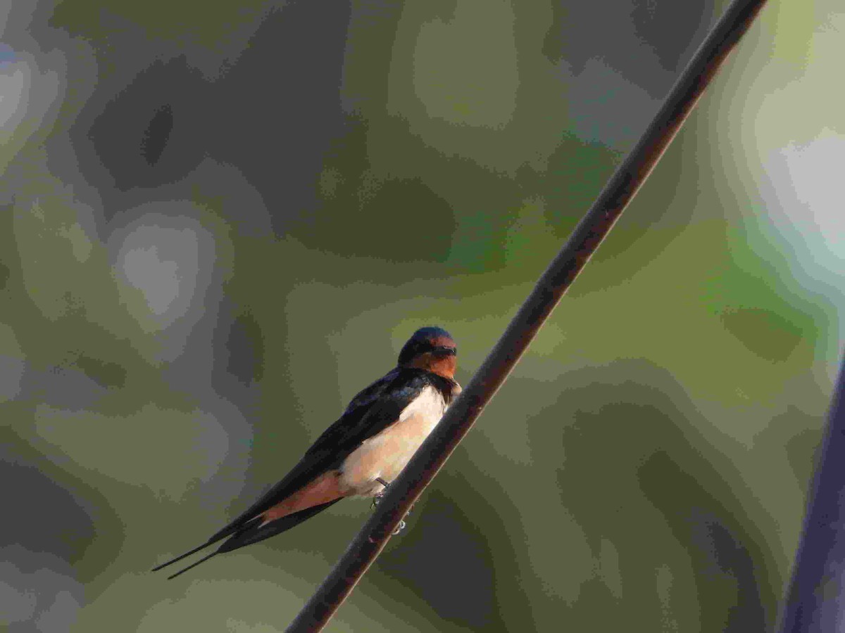 Barn Swallow - ML615777163