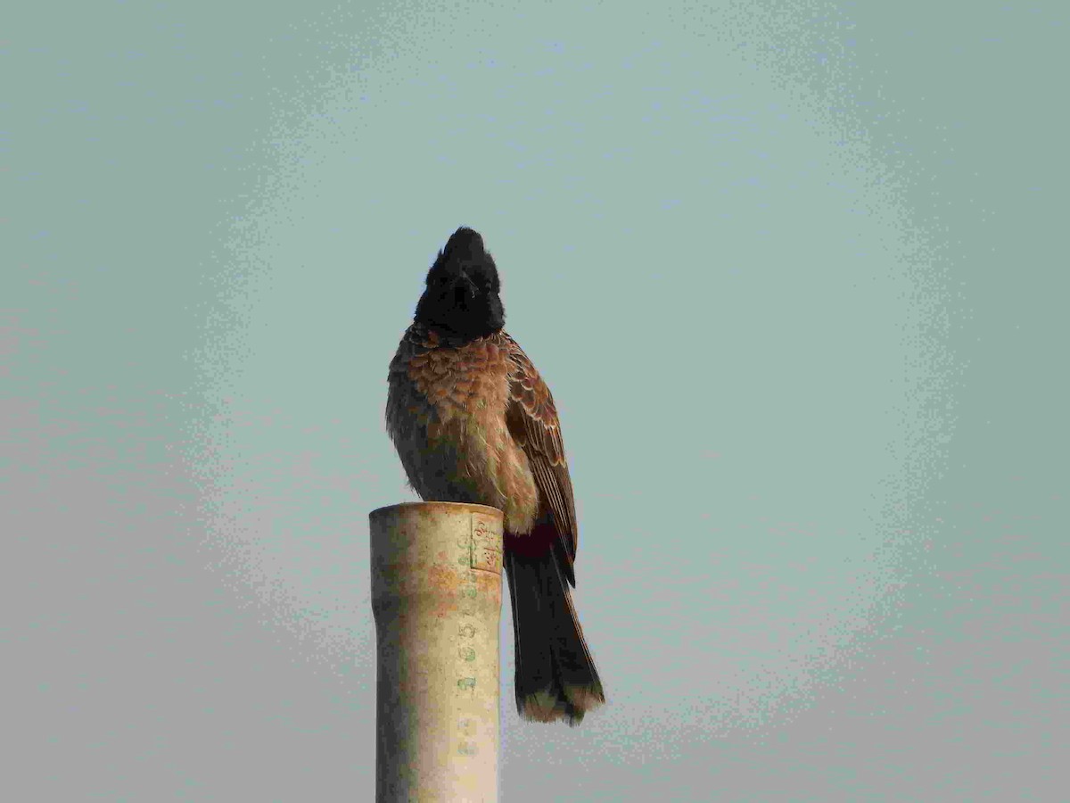 Bulbul à ventre rouge - ML615777167