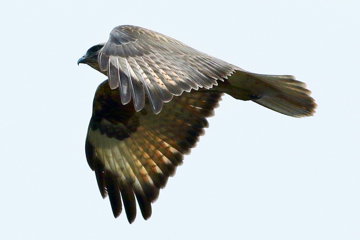 Канюк степовий - ML615777169