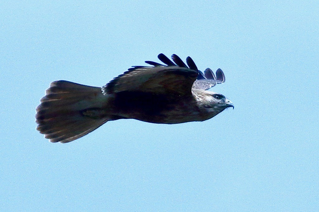 Канюк степовий - ML615777170