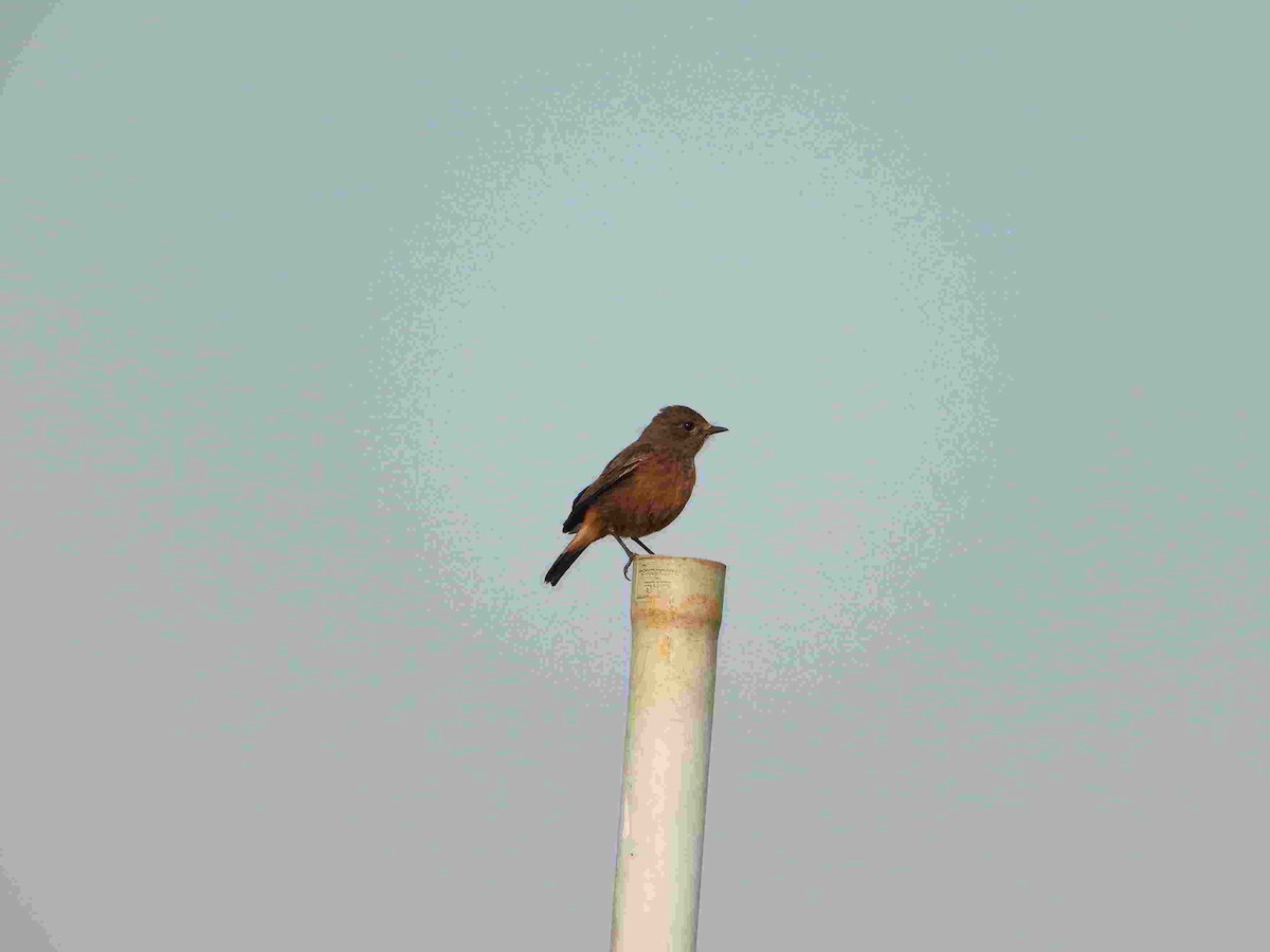 Pied Bushchat - Gandhikumar Rangasamudram Kandaswami