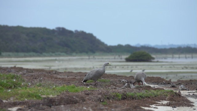 Cape Barren Goose - ML615777190