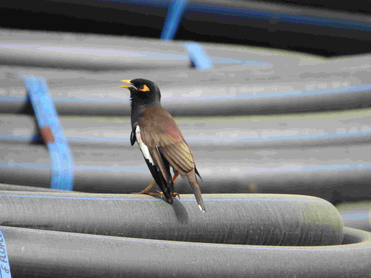 Common Myna - Gandhikumar Rangasamudram Kandaswami