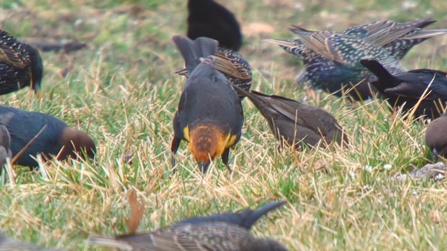 Yellow-headed Blackbird - ML615777199