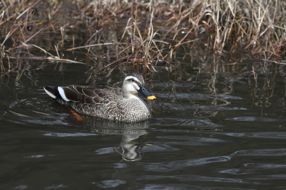 Eastern Spot-billed Duck - ML615777213