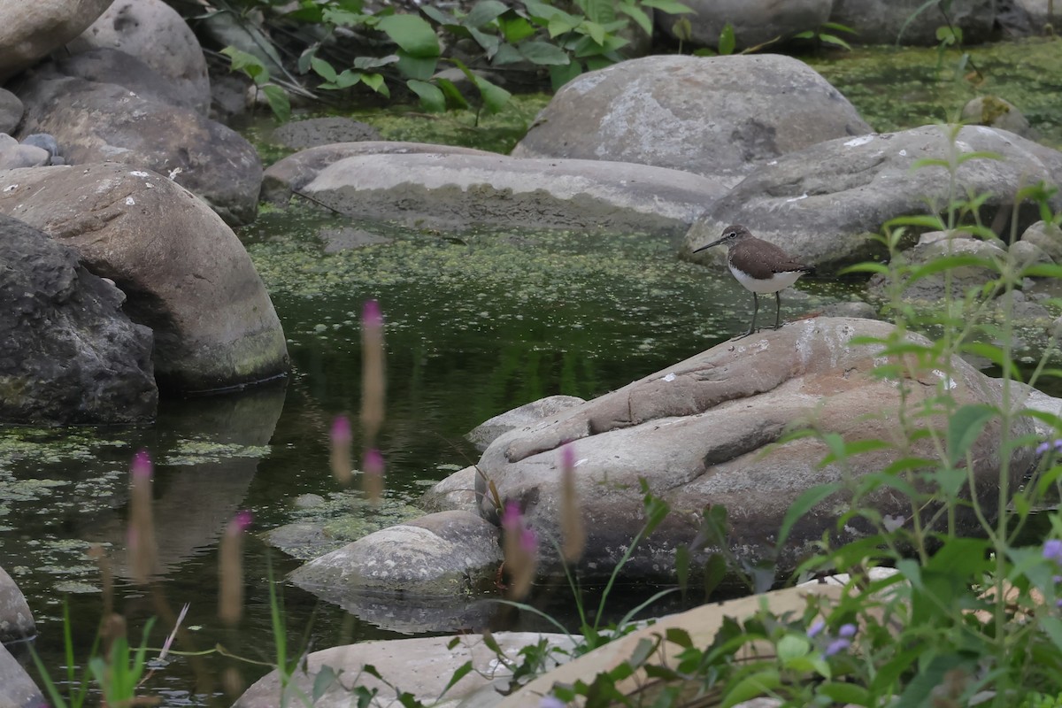 Green Sandpiper - ML615777215