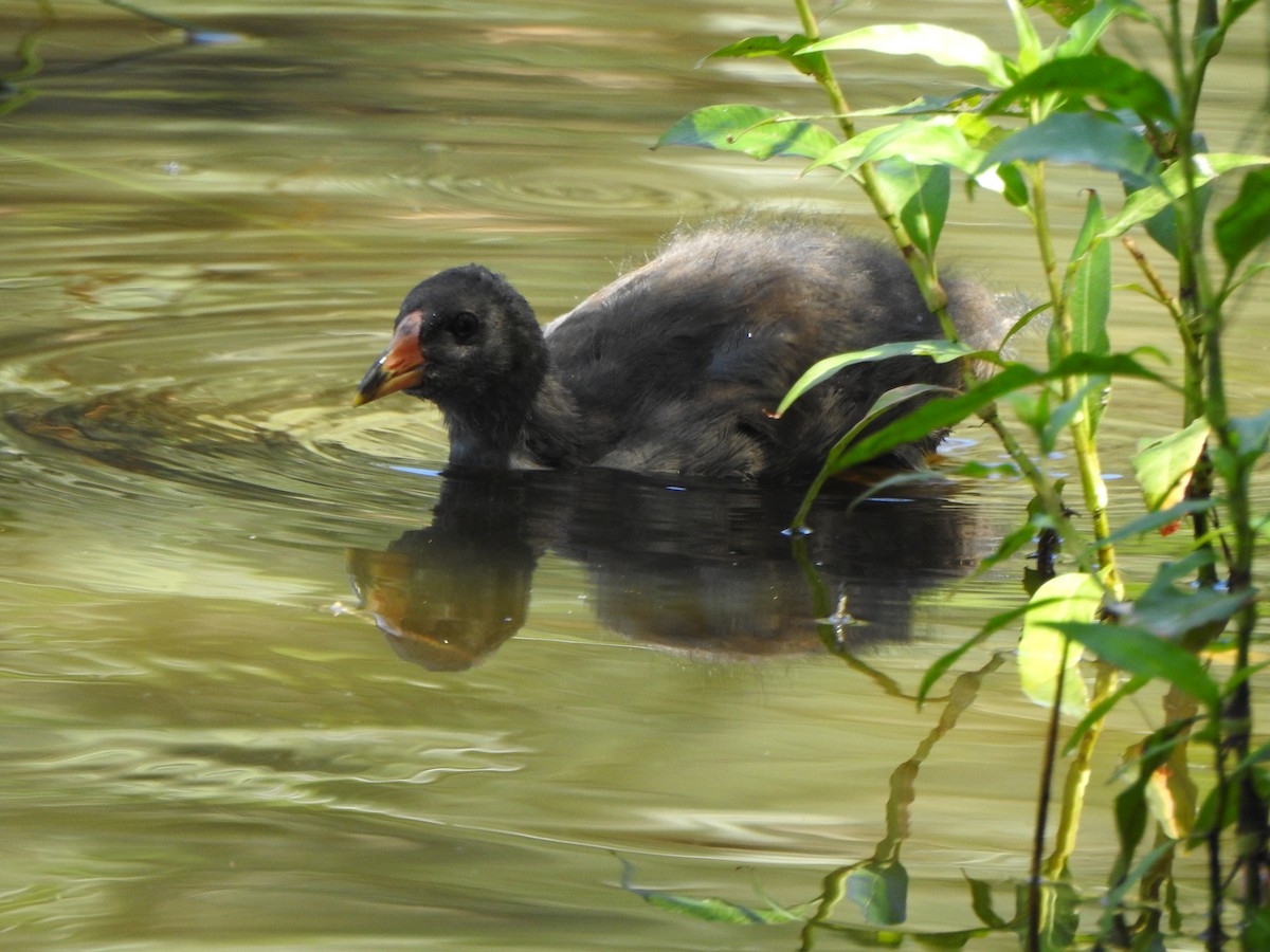 Gallinule sombre - ML615777241