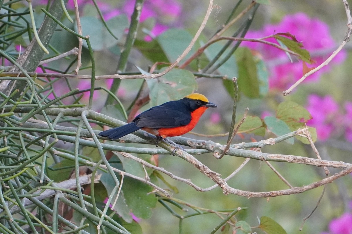 Yellow-crowned Gonolek - Ben Costamagna