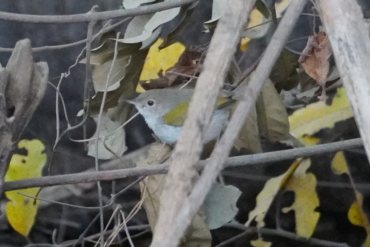 Green-backed Camaroptera - Ben Costamagna