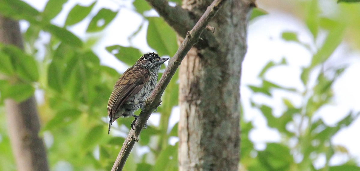 Scaled Piculet - Brian Small