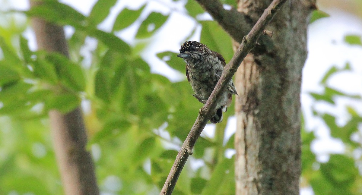 Scaled Piculet - ML615777309