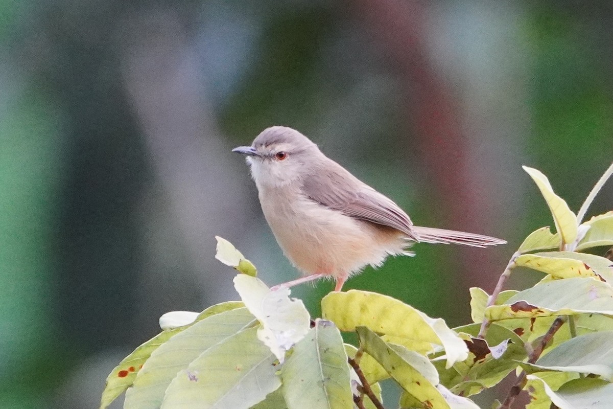 Prinia modeste - ML615777342