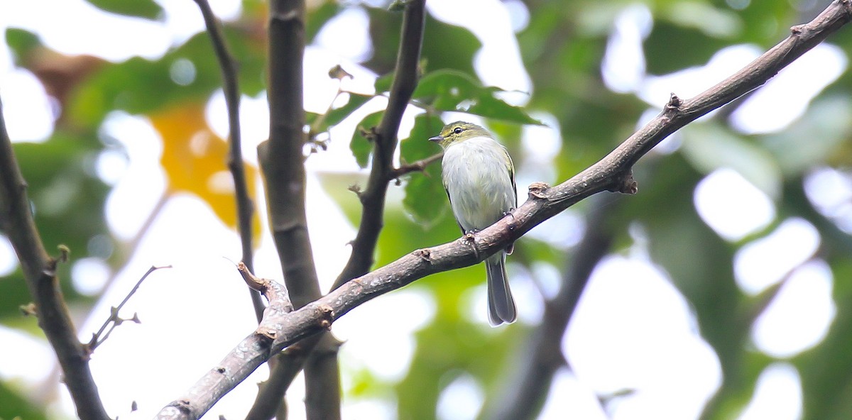 Тиран-малюк жовтощокий (підвид minimus/cumanensis) - ML615777399