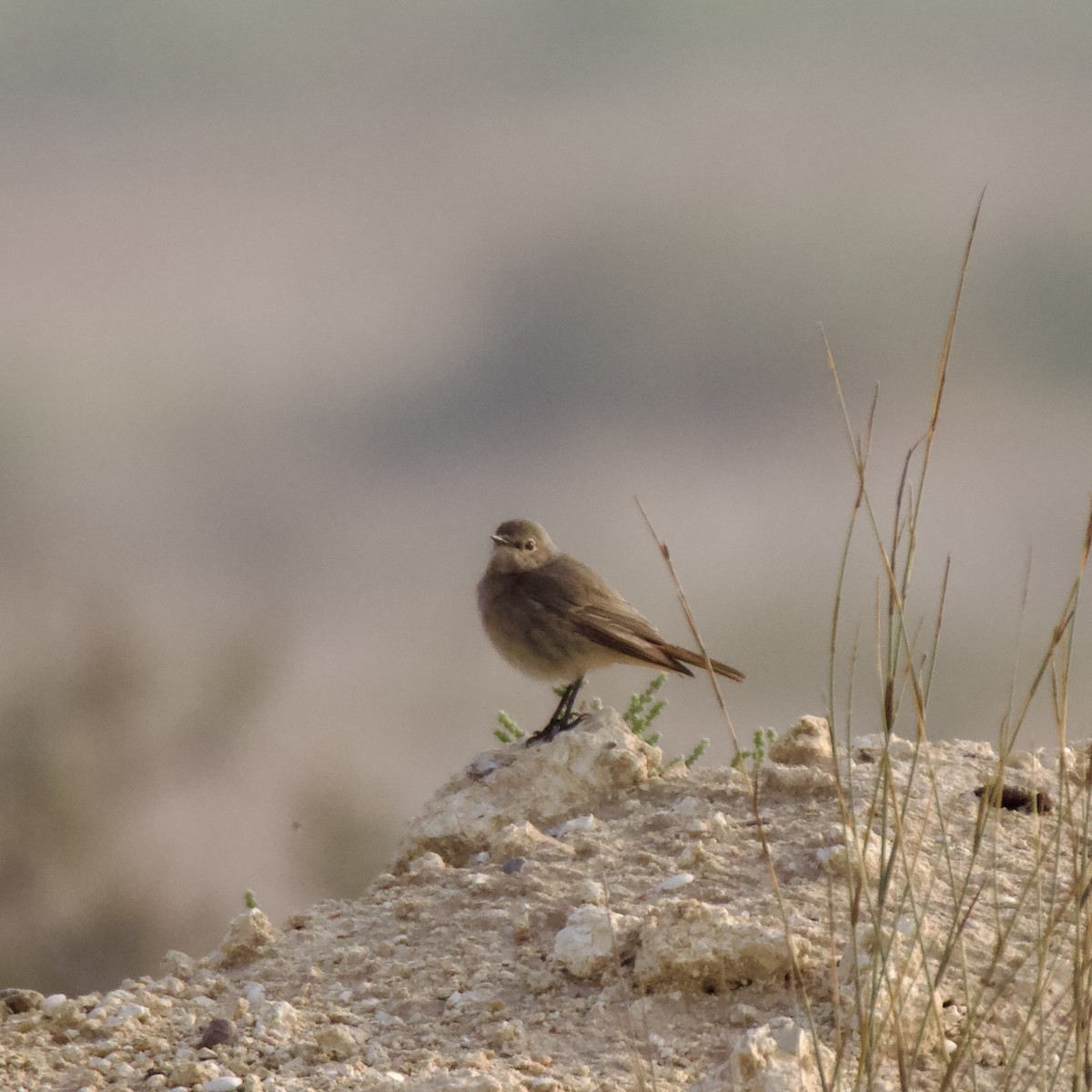 Black Redstart - ML615777406