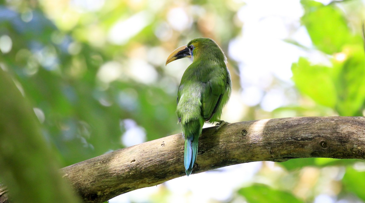 Groove-billed Toucanet - ML615777415