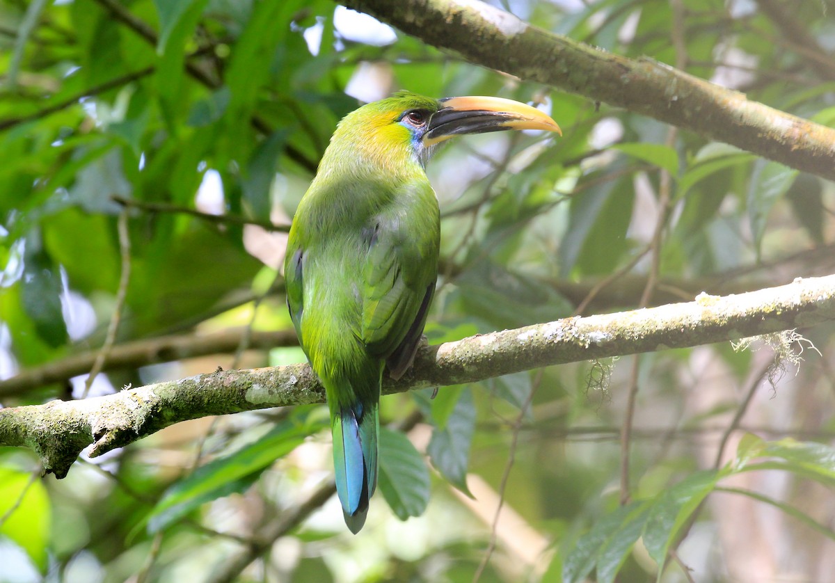 Groove-billed Toucanet - ML615777417