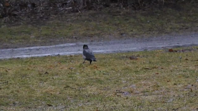 Hooded Crow - ML615777449