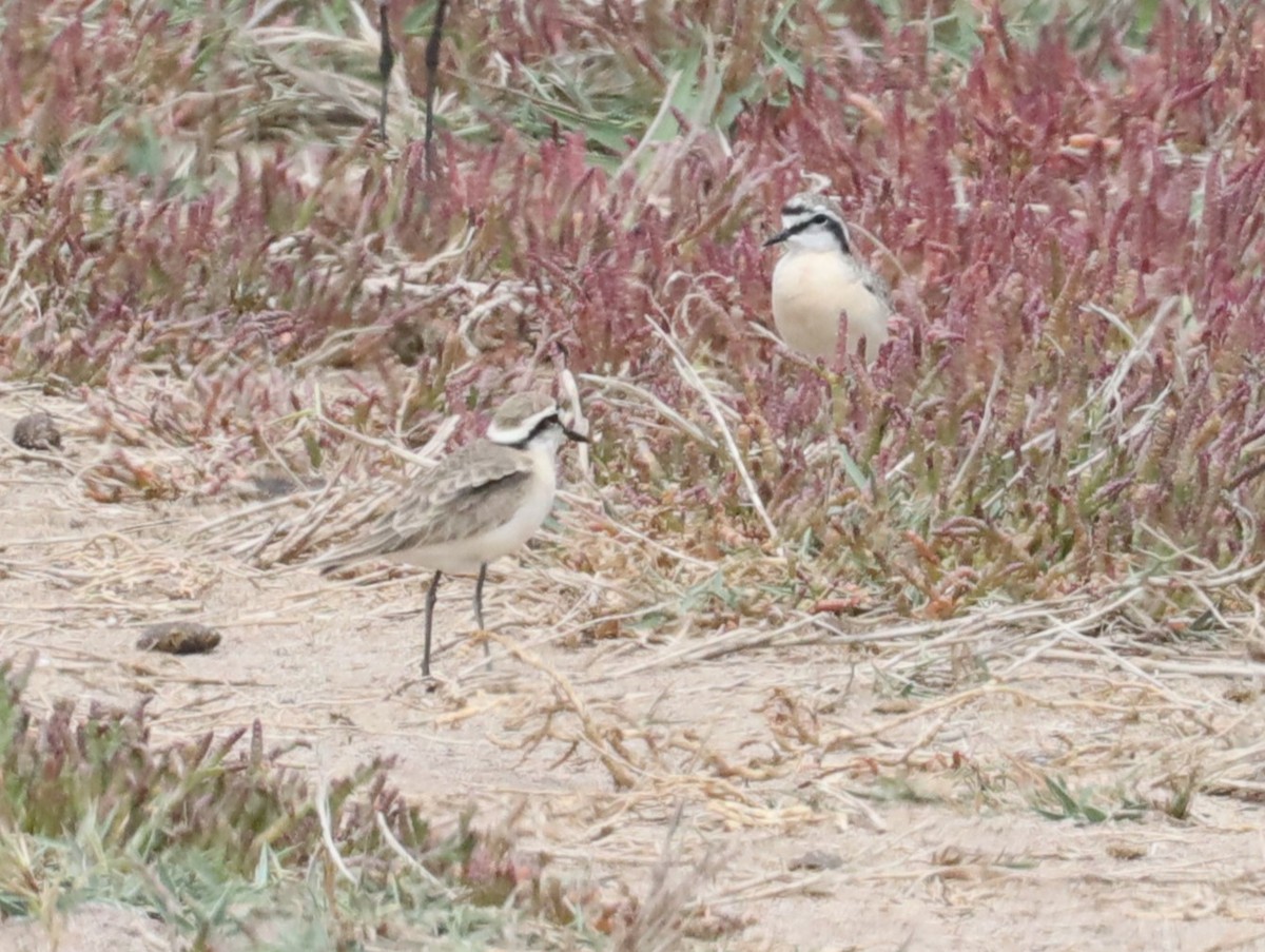 Kittlitz's Plover - Mick Drews