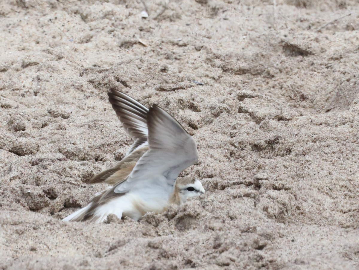 White-fronted Plover - ML615777488
