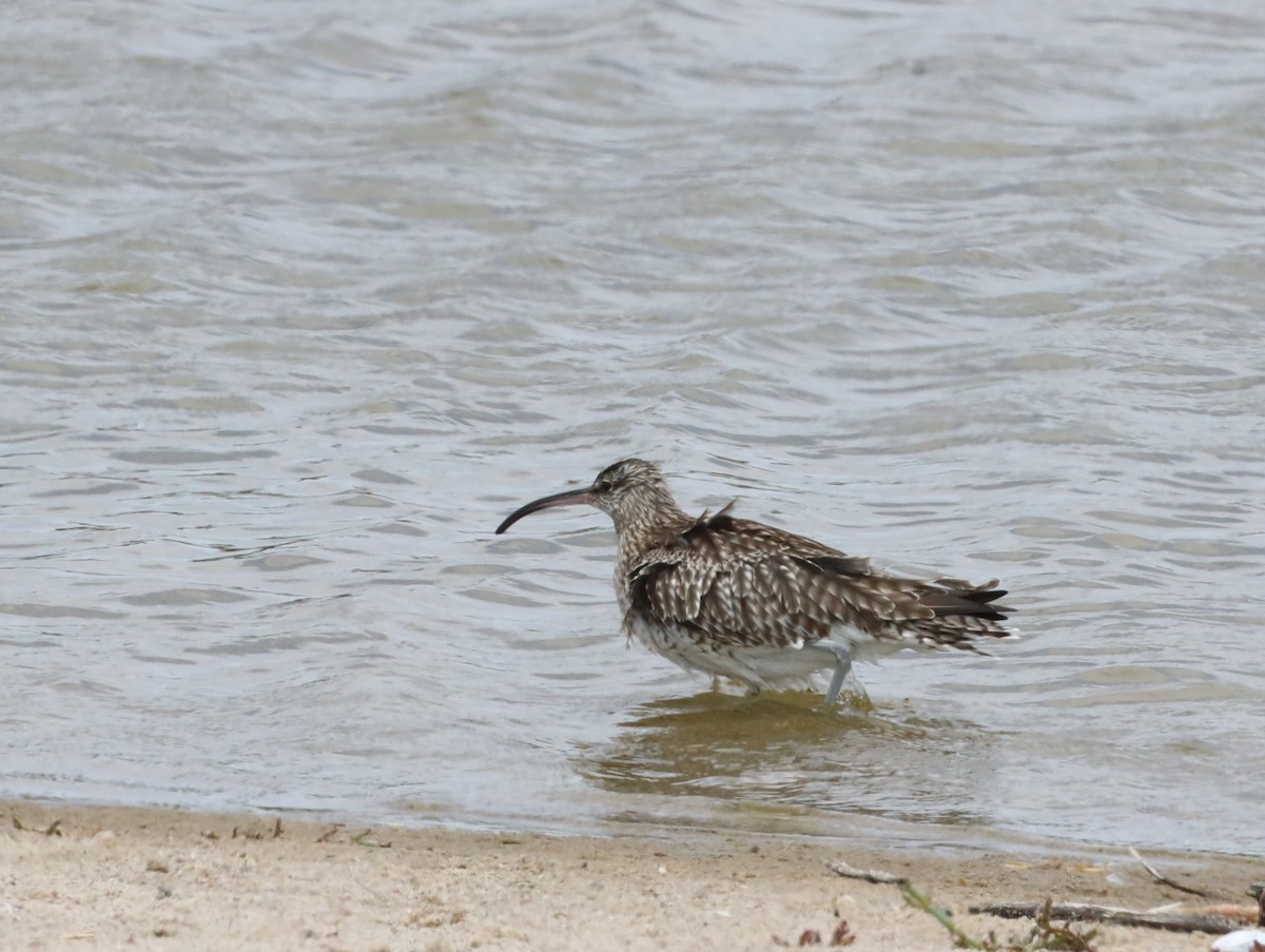 Whimbrel - ML615777496