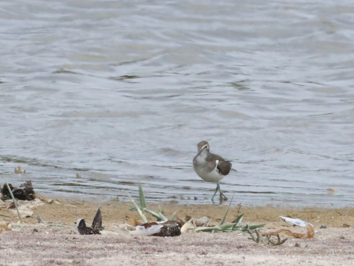 Common Sandpiper - ML615777500