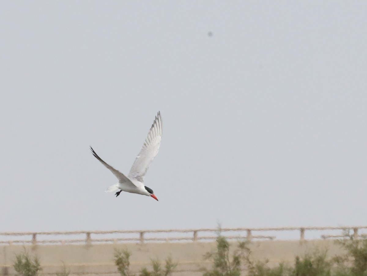 Caspian Tern - ML615777505