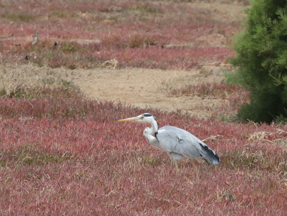 Gray Heron - ML615777507