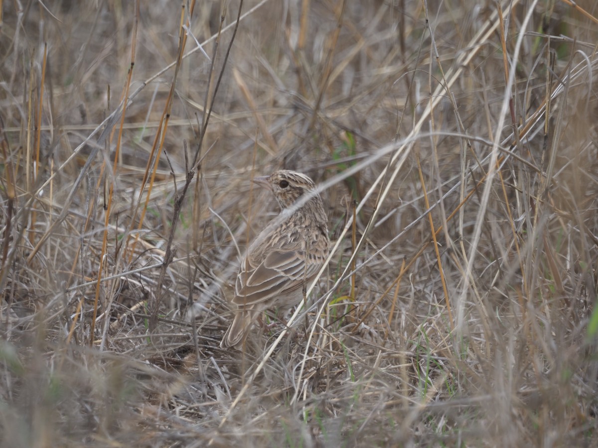 White-tailed Lark - Adrian Hinkle