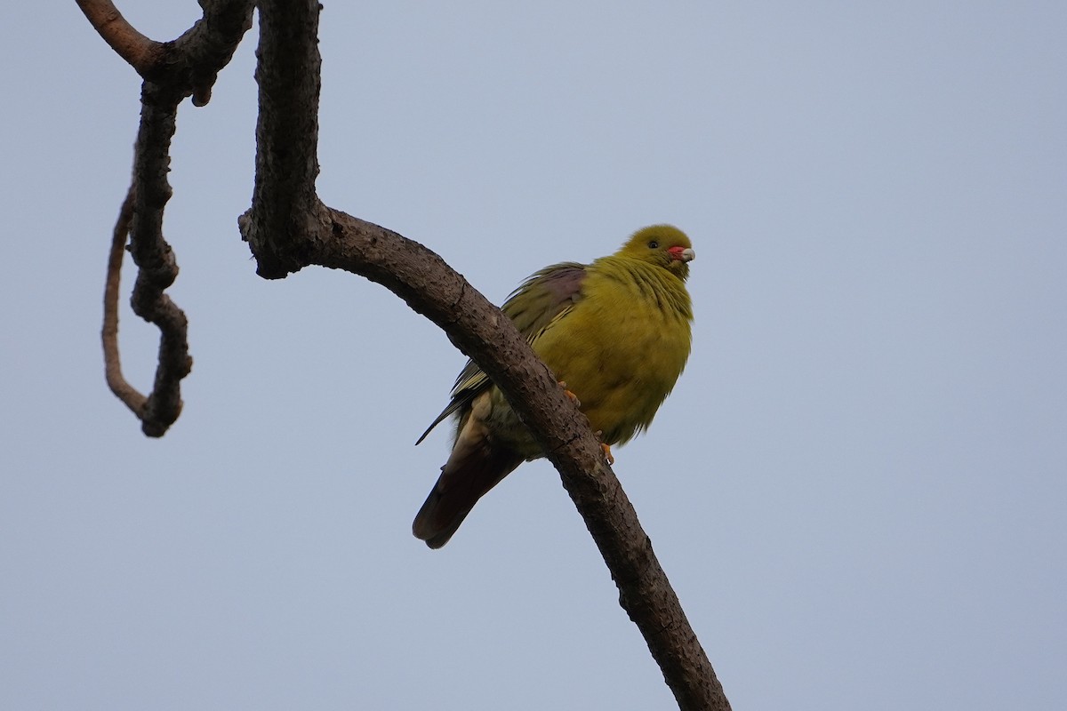 African Green-Pigeon - ML615777531