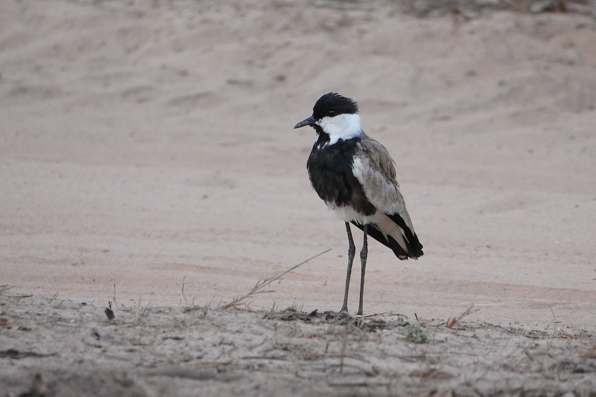 Spur-winged Lapwing - Ben Costamagna