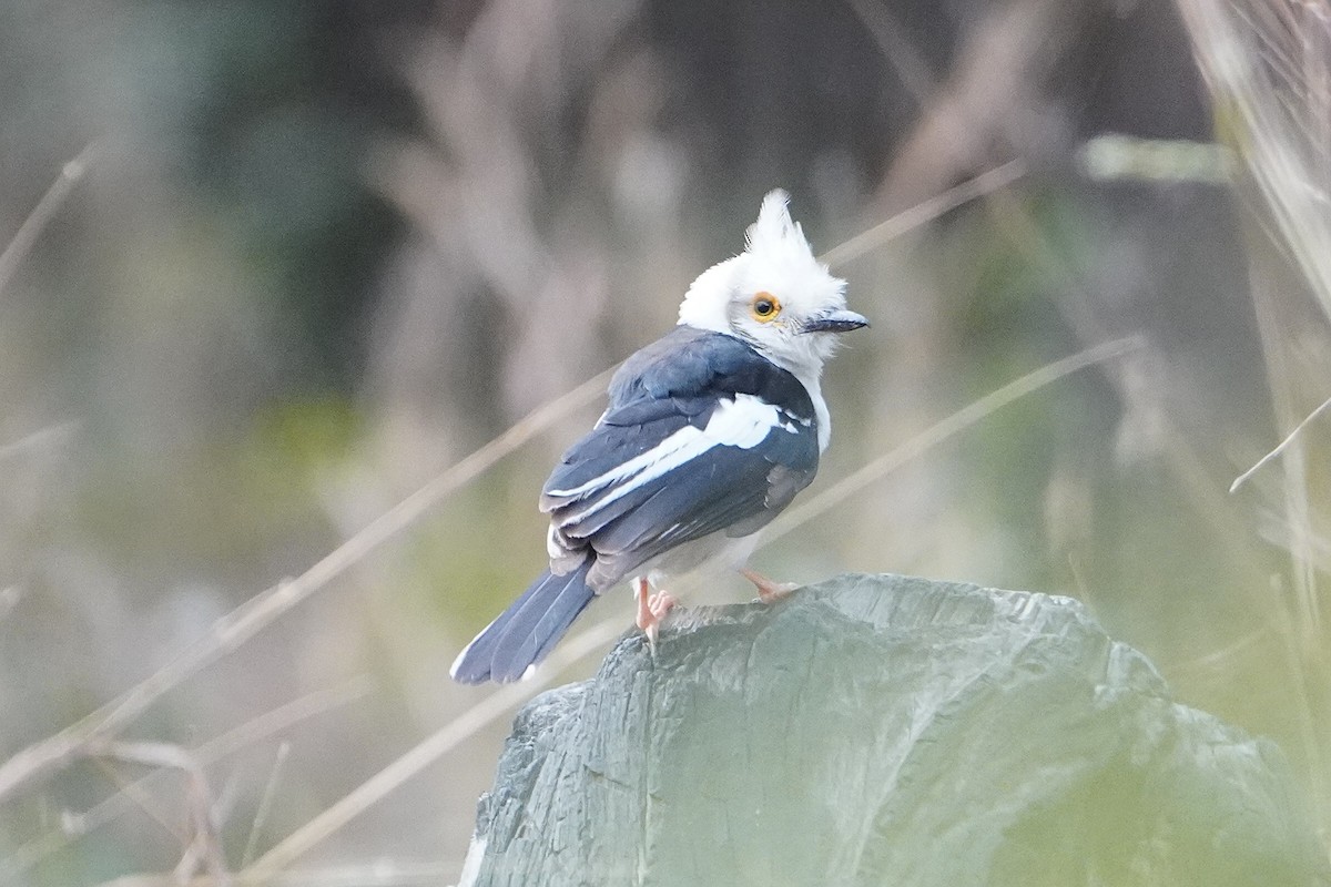 White Helmetshrike - Ben Costamagna