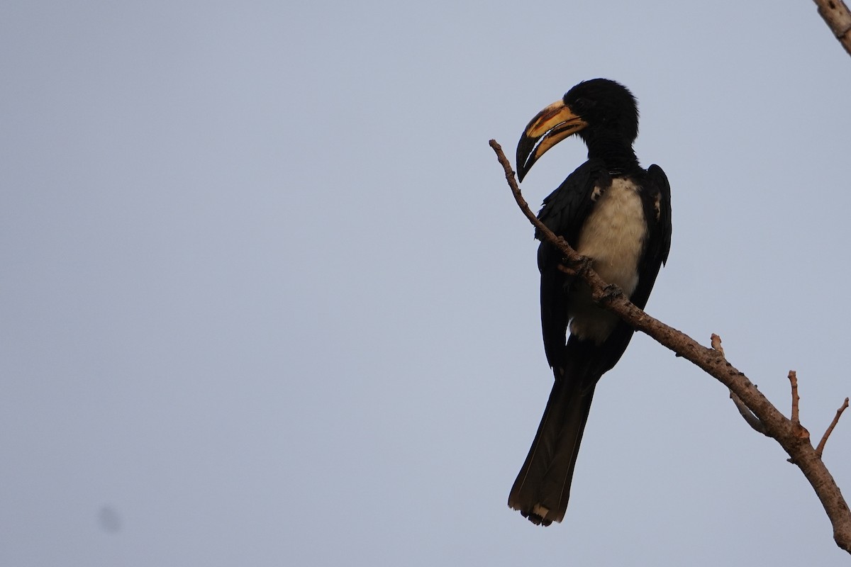 West African Pied Hornbill - ML615777577