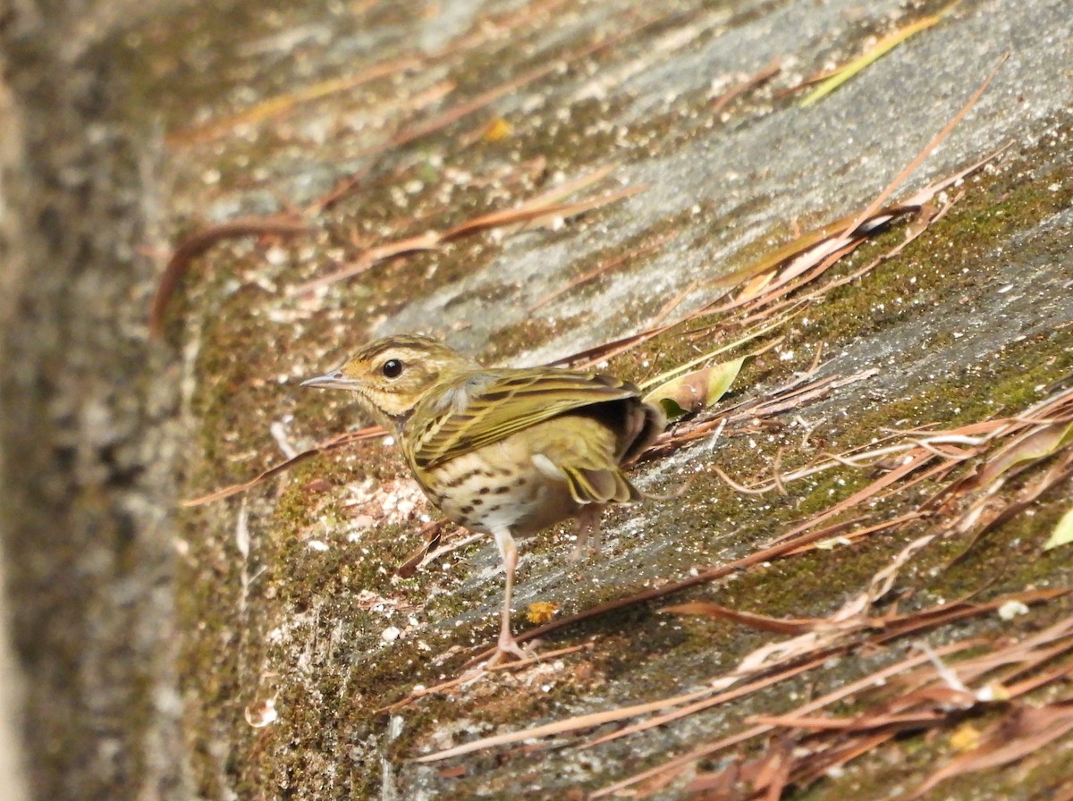 Olive-backed Pipit - Stephen Matthews