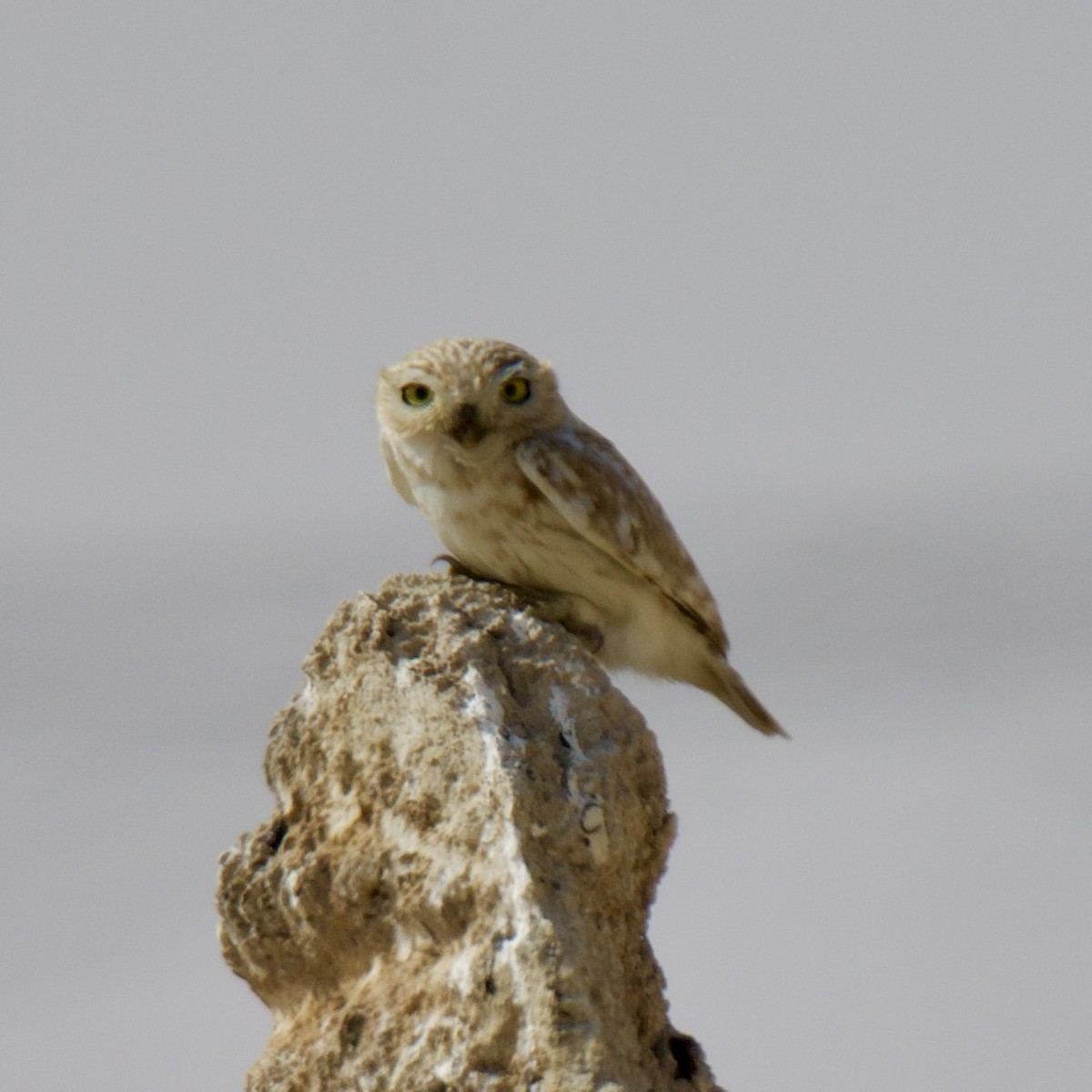 Little Owl - ML615777650