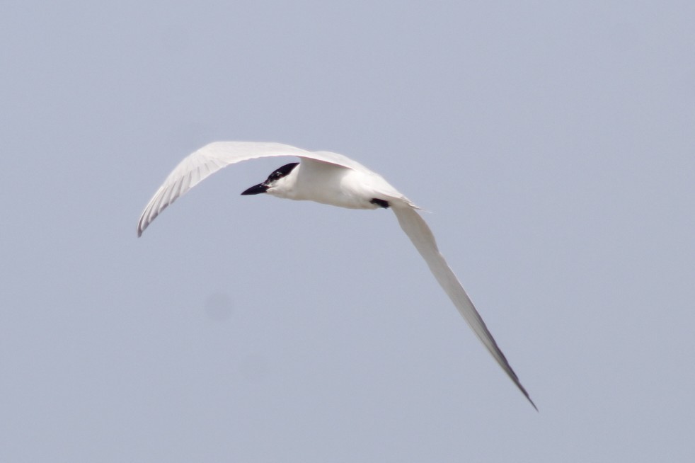 Gull-billed Tern - ML615777669