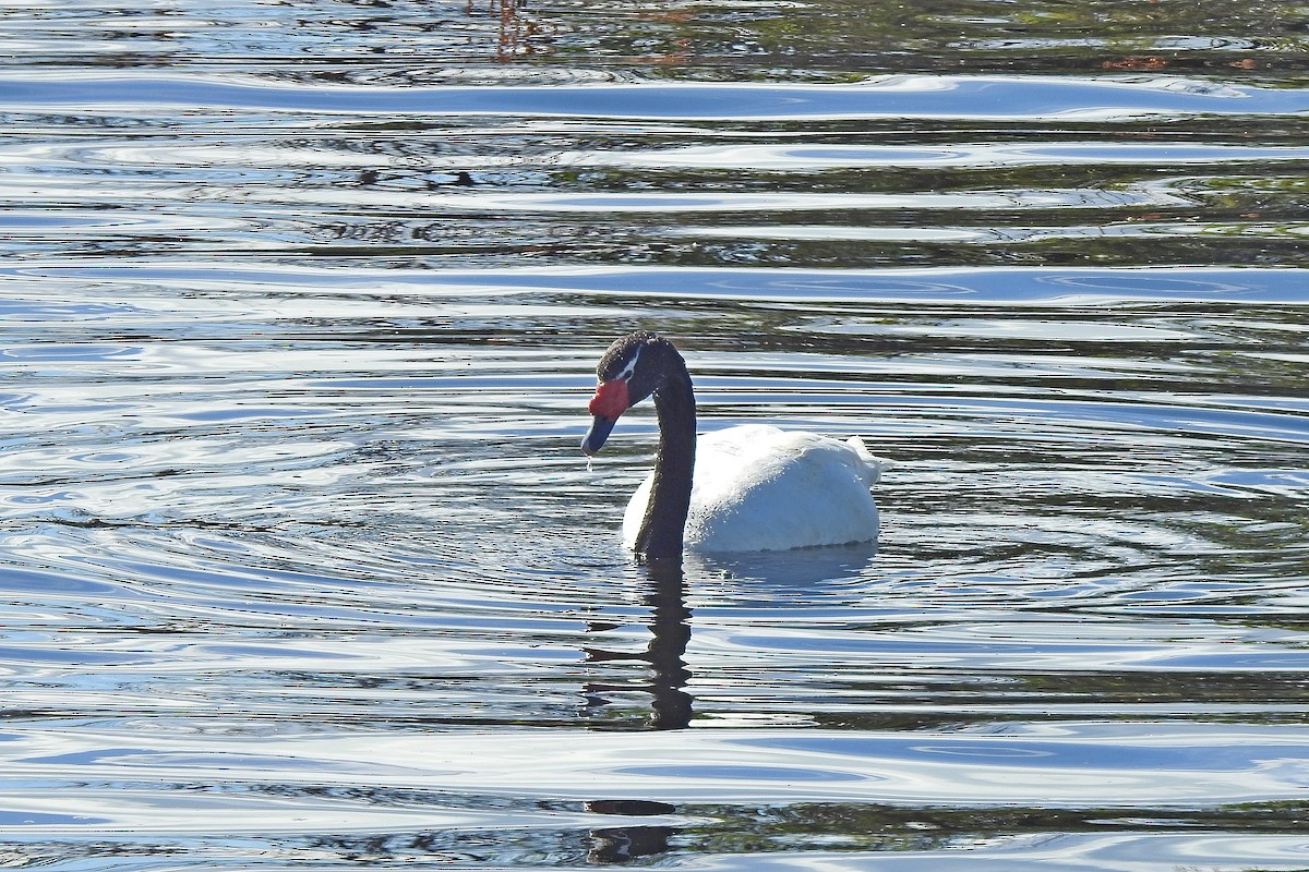 Black-necked Swan - ML615777707