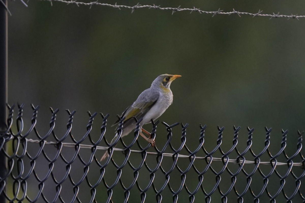 Yellow-throated Miner - Joshua Moody