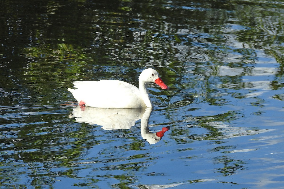 Coscoroba Swan - ML615777716