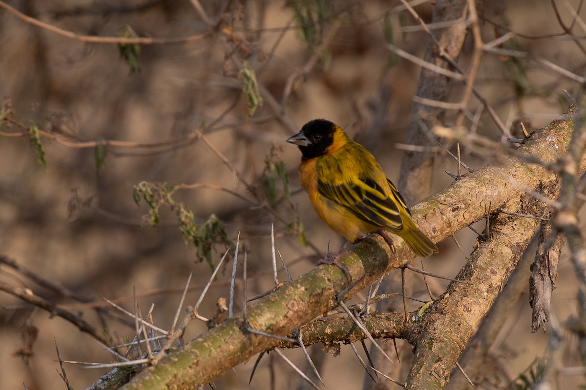 Black-headed Weaver - ML615777757