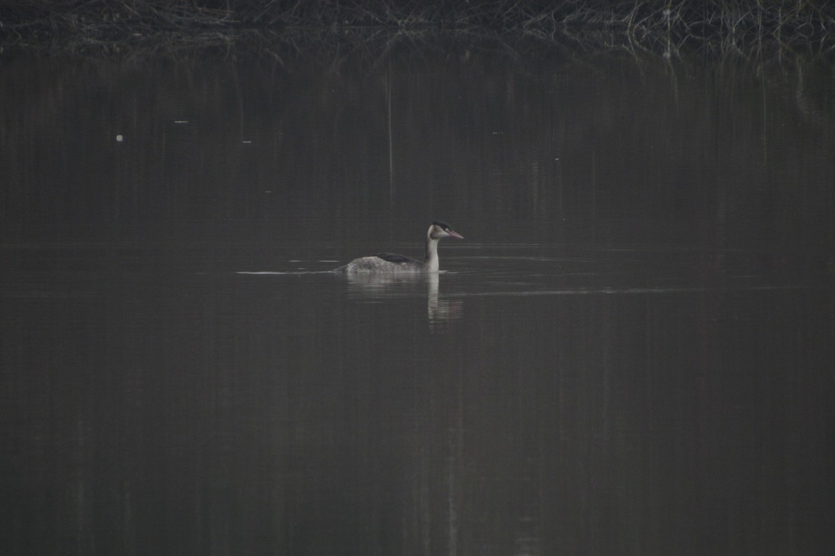 Great Crested Grebe - ML615777770