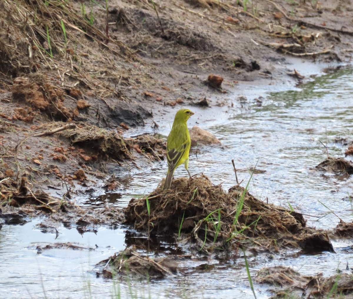 Brimstone Canary - Guilherme Gonçalves