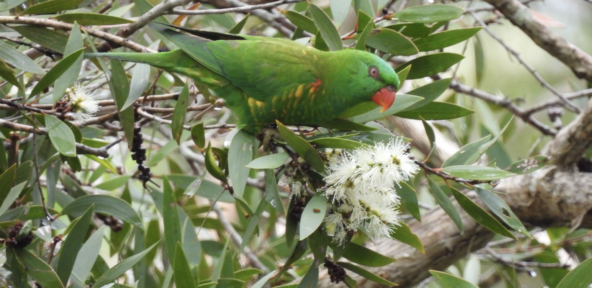 Scaly-breasted Lorikeet - Maylene McLeod