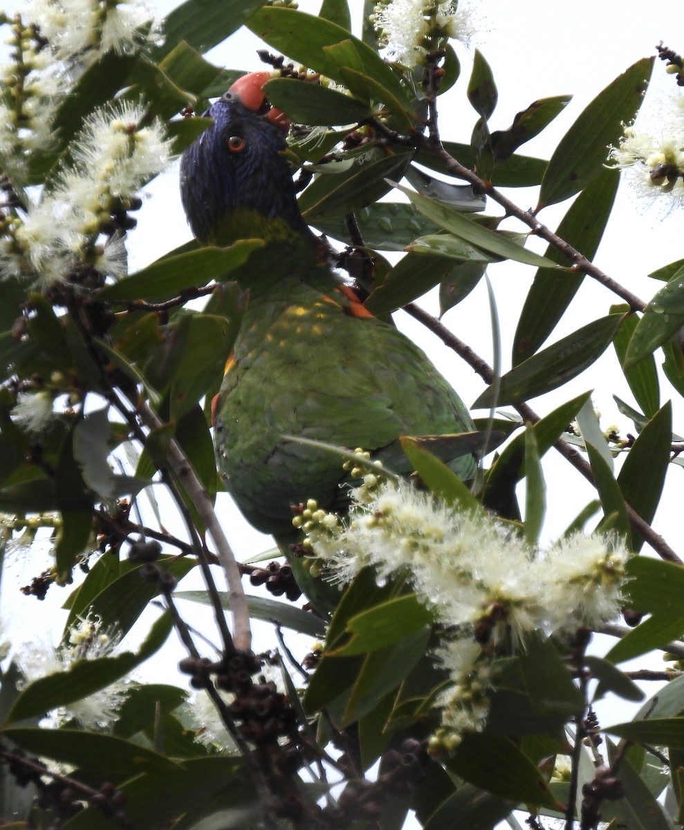 Scaly-breasted Lorikeet - Maylene McLeod