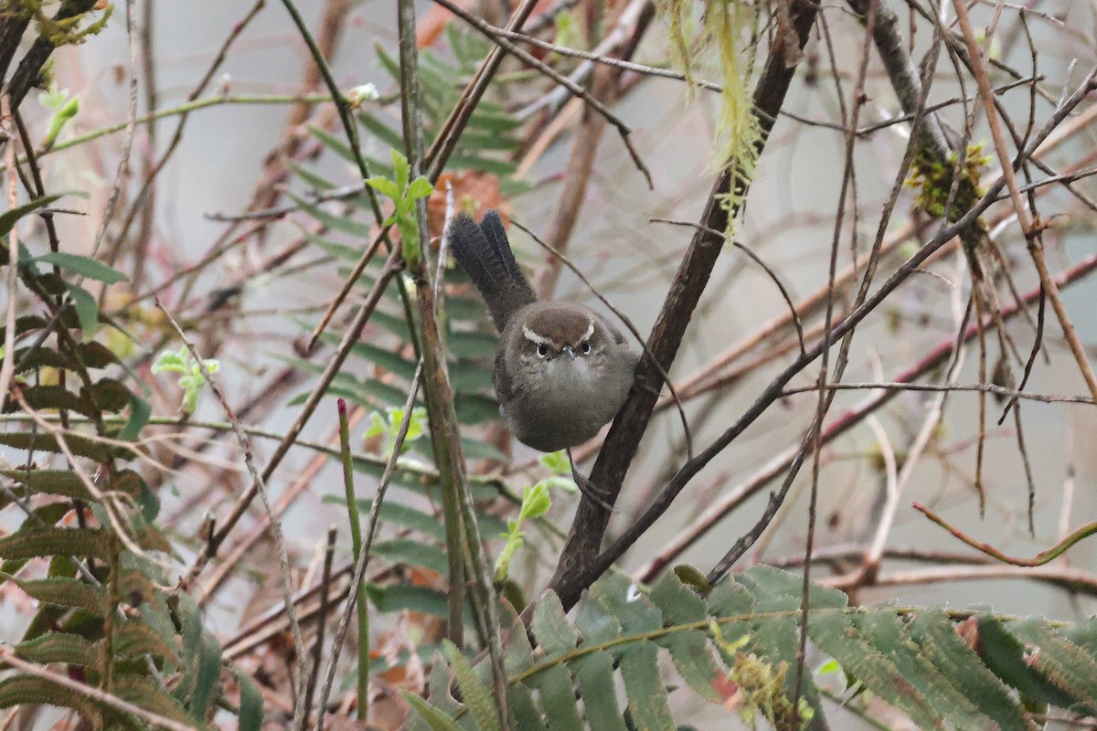 Bewick's Wren - ML615777811