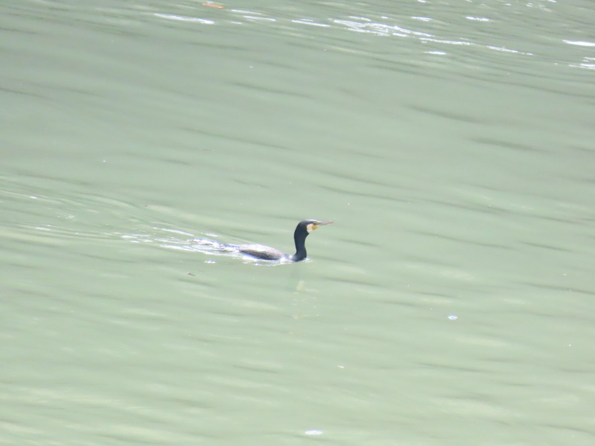 Grand Cormoran ou C. huppé - ML615777816