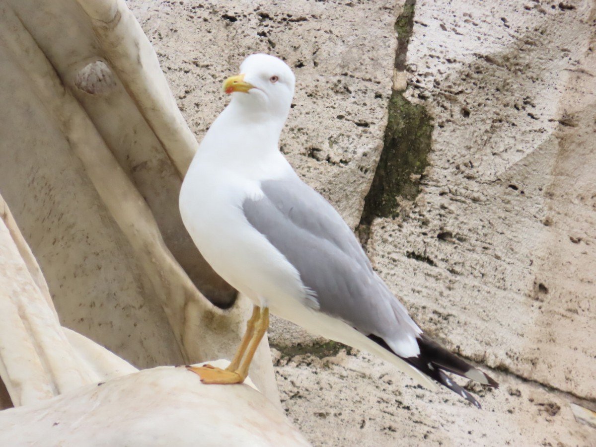 Goéland leucophée - ML615777824