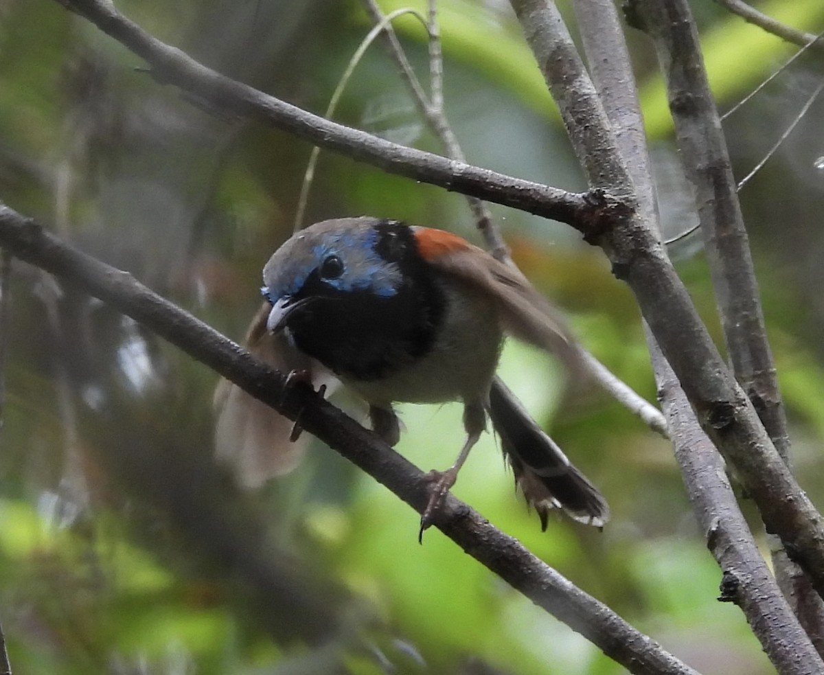 Variegated Fairywren - ML615777846