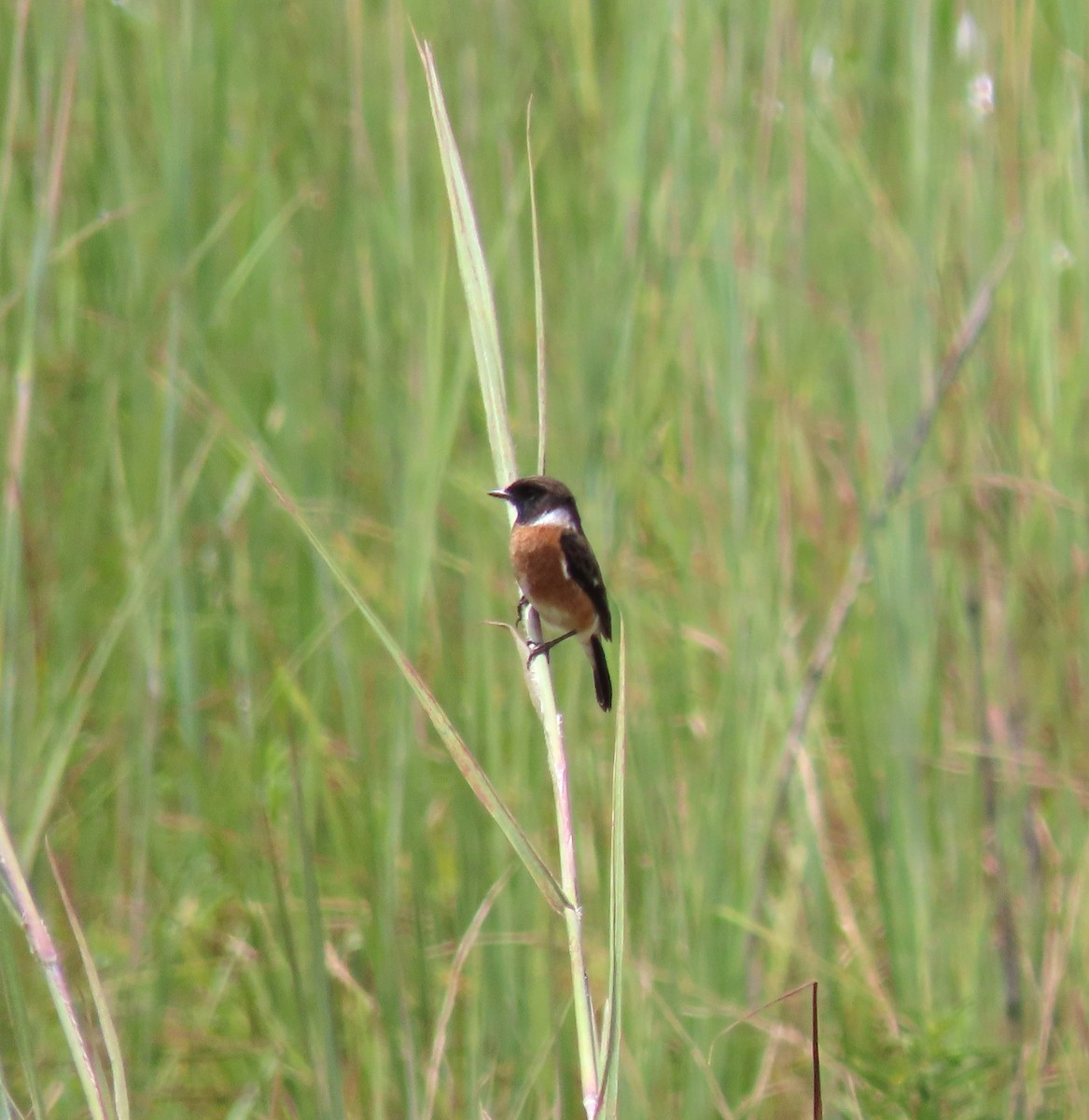 African Stonechat - Guilherme Gonçalves